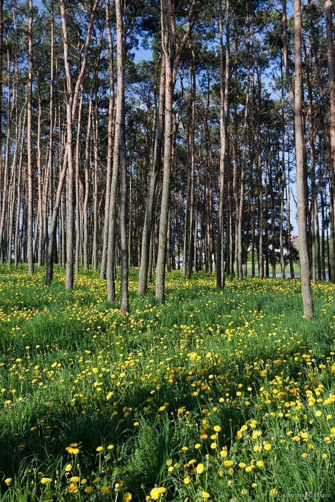 Utena, Lithuania, Lietuva, pavasaris, pakrantė, parkas, 2011