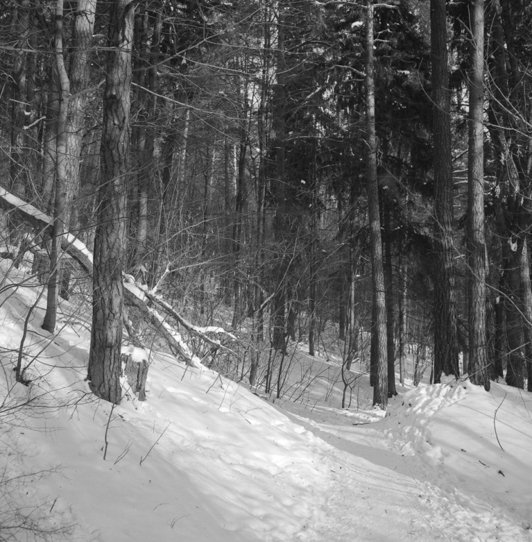 Kodak Tri-X 400, Mamiya C220, 6x6, 2012, Vilnius, Lietuva, Lithuania, miškas, forest, žiema, winter, sniegas, snow, medžiai, trees, juosta, film